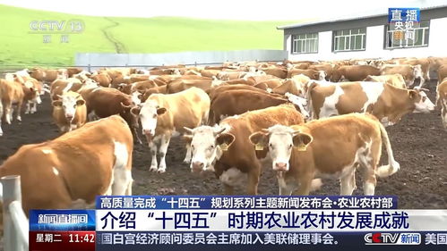 十四五時期畜牧漁業(yè)飼料銷售 三大關(guān)鍵詞看變革與成效