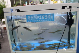 合肥漁博會盛況空前 近500家企業齊聚，亮點紛呈引領行業未來